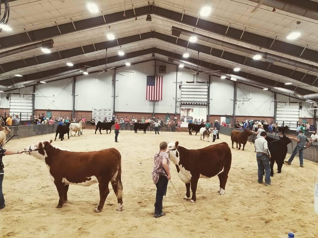 Grady Country Fair Heifer Grand Drive
